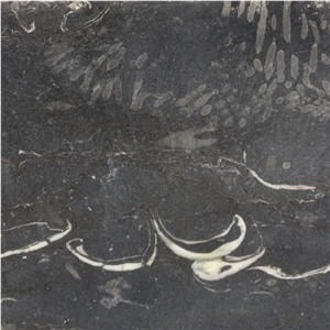 Kilkenny Black Fossil Limestone