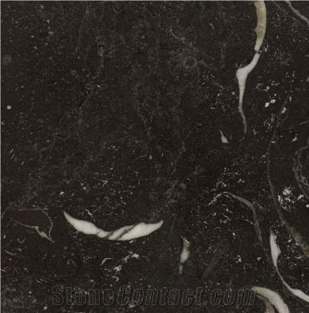 Kilkenny Black Fossil Limestone Tile