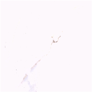 Onix White Marble Tile
