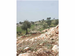 Ajloun Royal Beige- Ajlouni Desert Beige Limestone Quarry