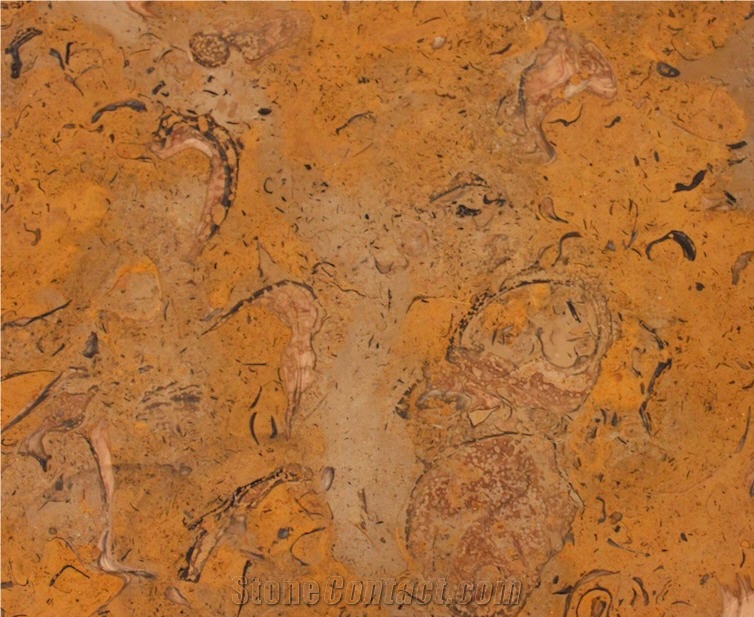 Fossil Yellow Wood Marble Quarry