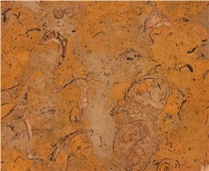 Fossil Yellow Wood Marble Quarry