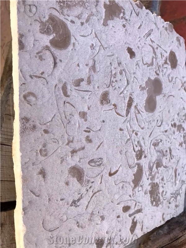 Moca Creme Fossilina Quarry