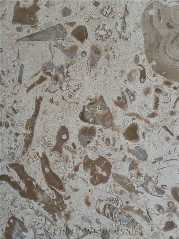 Moca Creme Fossilina Quarry