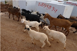 Theologos Quarry - Vanilla Whitish, Vanilla Whitish Nature, Vanilla Whitish Select, Vanilla Whitish Extra