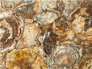 petrified-wood Semiprecious Stone
