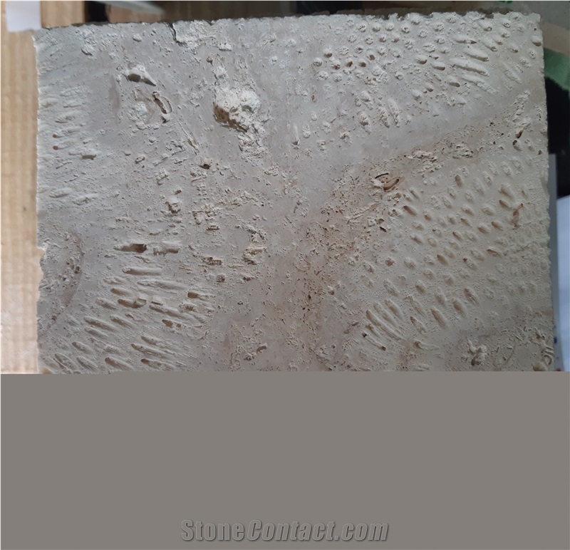 Honed Filled Finished 2 Dominican White Coral Stone