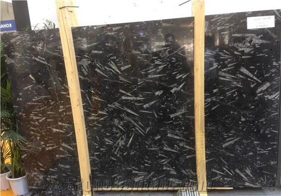 Black Fossil Slabs, Fossil Black Limestone
