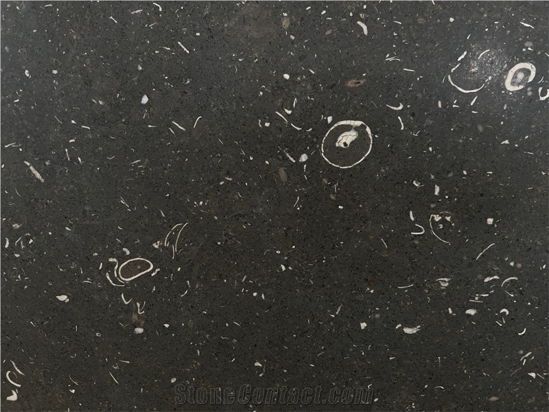 Fossile Black Limestone Fossil Limestone Slab Tile