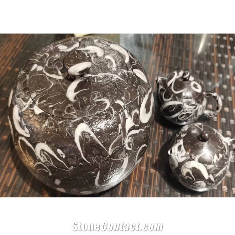 Peacock Eye Marble Fossil Black Sea Shell Marble Slab