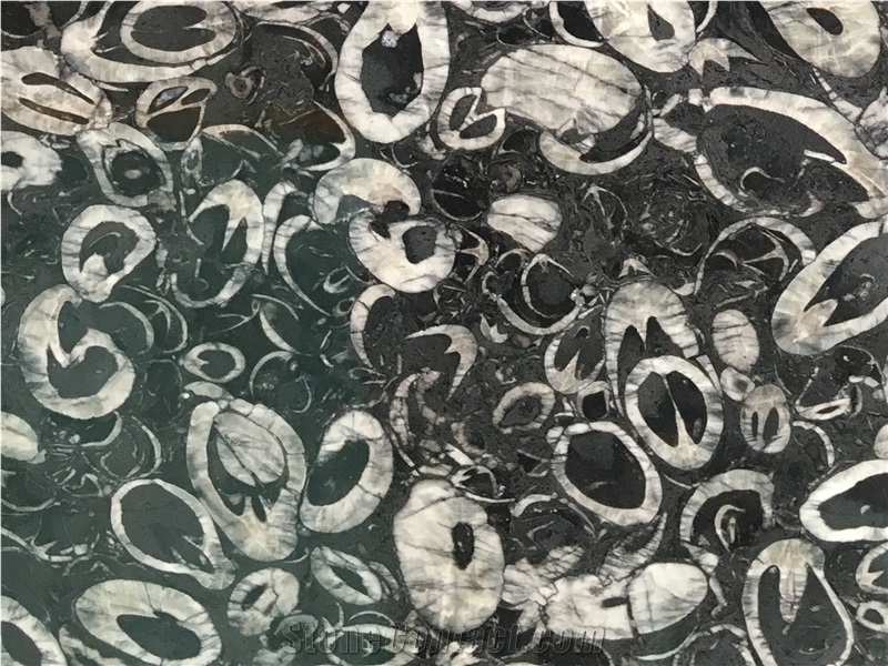 Deep Sea Shell Flower Black Marble Slab
