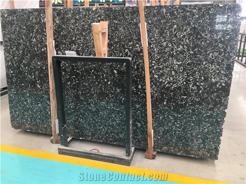 Luxury Fossil Deep Sea Black Marble Slab