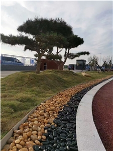 Wholesale Garden Natural Light Beige Pebble Stone Polish Wholesale Garden Natural Light Beige Pebble Stone Polish