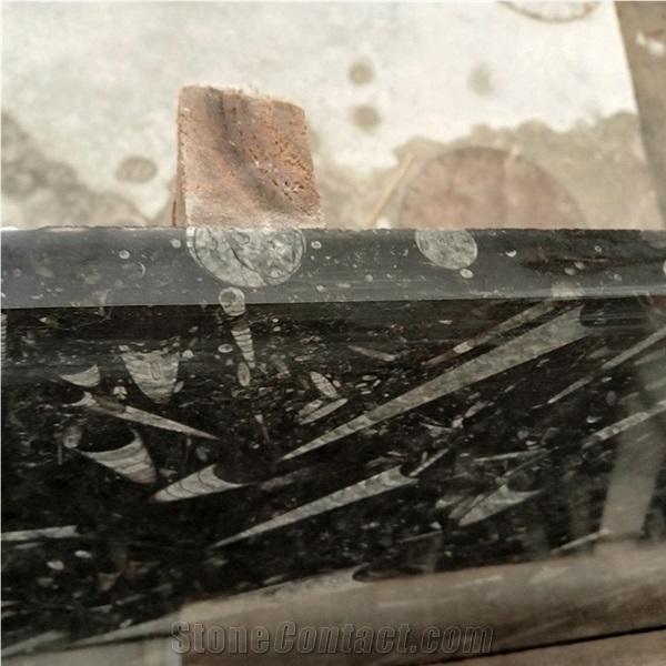 Natural Stone Black Fossil Stone Ocean Jura Marble Slab