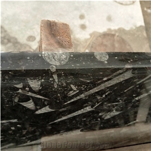 Natural Stone Black Fossil Stone Ocean Jura Marble Slab