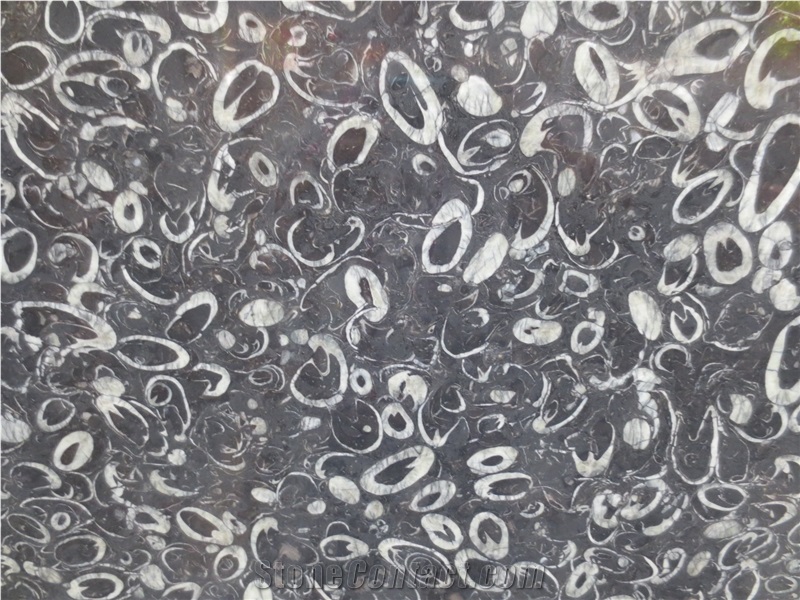Peacock Eye Marble Sea Shell Marble Slab Supplier