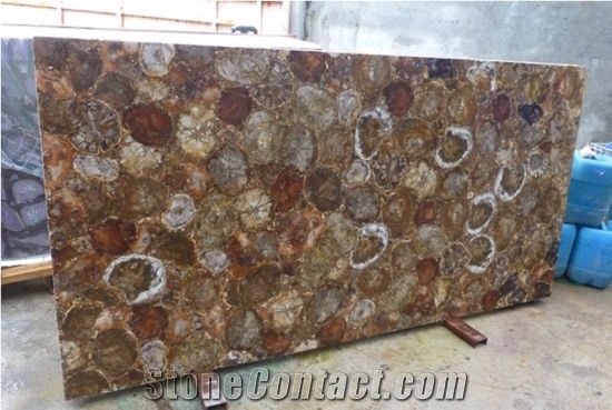 Petrified Wood Stone Slab-Semiprecious Stone