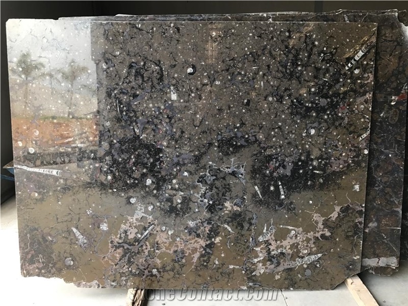 Pietra Di Erfoud Fossil Black- Brown Fossil Marble-Fossilized Marble Tiles, Slabs