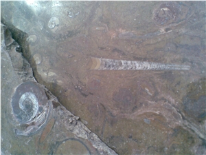 Pietra Di Erfoud Fossil Black- Brown Fossil Marble-Fossilized Marble Tiles, Slabs