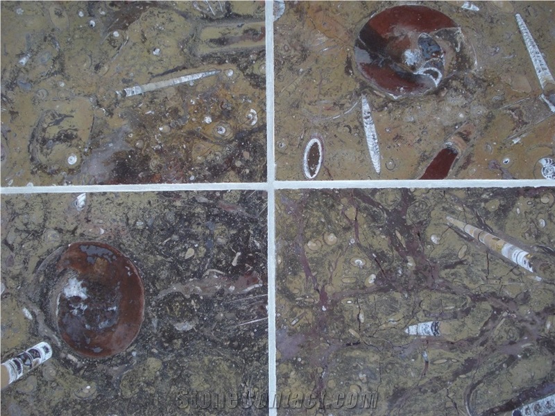 Pietra Di Erfoud Fossil Black- Brown Fossil Marble-Fossilized Marble Tiles, Slabs