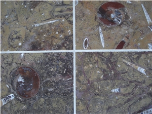 Pietra Di Erfoud Fossil Black- Brown Fossil Marble-Fossilized Marble Tiles, Slabs