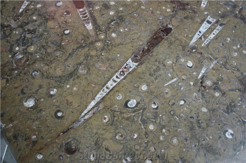Pietra Di Erfoud Fossil Black- Brown Fossil Marble-Fossilized Marble Tiles, Slabs