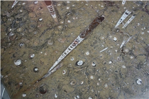 Pietra Di Erfoud Fossil Black- Brown Fossil Marble-Fossilized Marble Tiles, Slabs