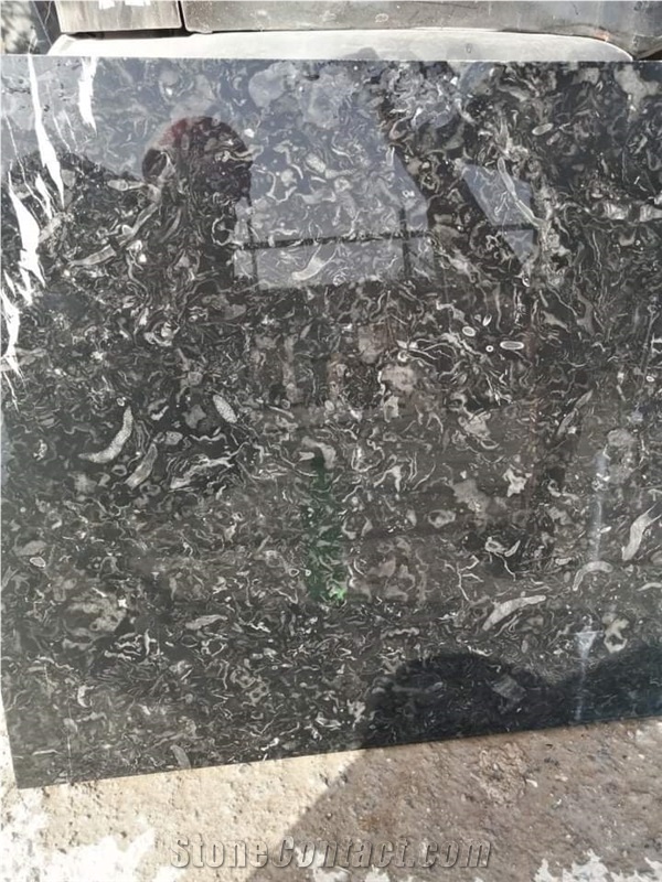 Sidi Ali Tafraout Errachidia Black Coral Marble Quarry