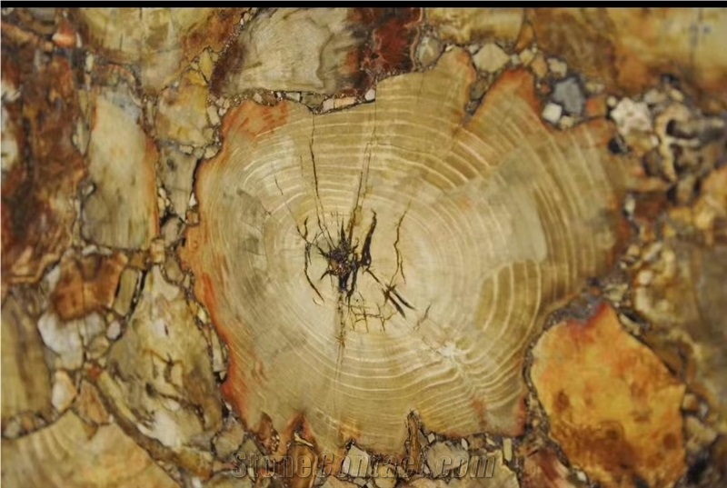 Petrified Wood Semiprecious Stone Slab(Round),Gemstone Slab