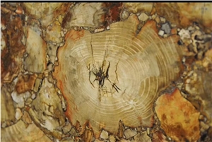 Petrified Wood Semiprecious Stone Slab(Round),Gemstone Slab