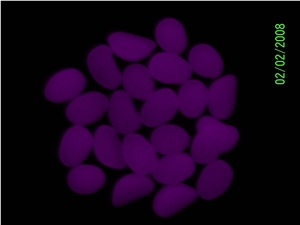 Glow In The Dark Purple Pebbles Stones Wholesale