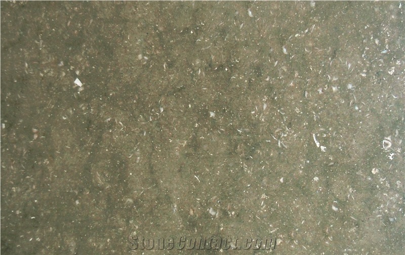 Thala Beige Coquillage Limestone