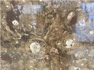 Marble Fossil Brown Slabs For Kitchen Floor Tiles