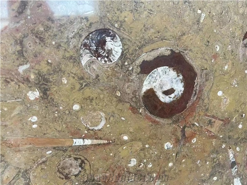 Marble Fossil Brown Slabs For Kitchen Floor Tiles