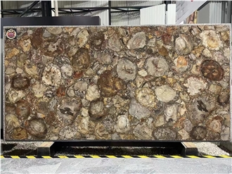 Petrified Wood  Semiprecious Stone Slabs
