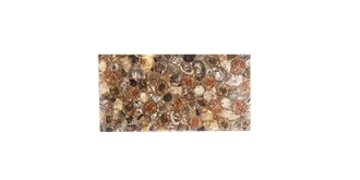 Petrified Wood Semiprecious Stone Slabs
