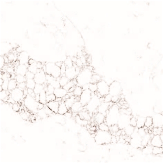 STATUARIO ALEXANDER Quartz Slabs
