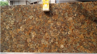 Ammonite Semiprecious Stone Slabs