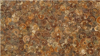 Ammonite Semiprecious Stone Slabs