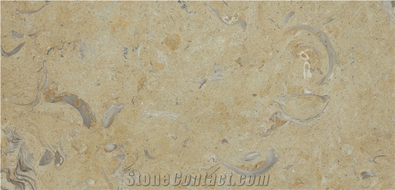 Jerusalem Gold Shell Fossil Tarkomia Limestone Wall Tiles