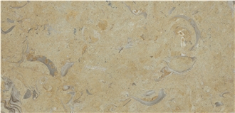 Jerusalem Gold Shell Fossil Tarkomia Limestone Wall Tiles