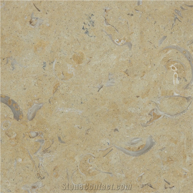 Jerusalem Gold Shell Fossil Tarkomia Limestone Wall Tiles
