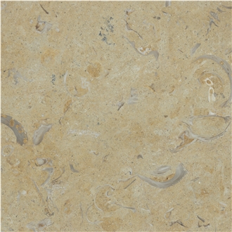 Jerusalem Gold Shell Fossil Tarkomia Limestone Wall Tiles
