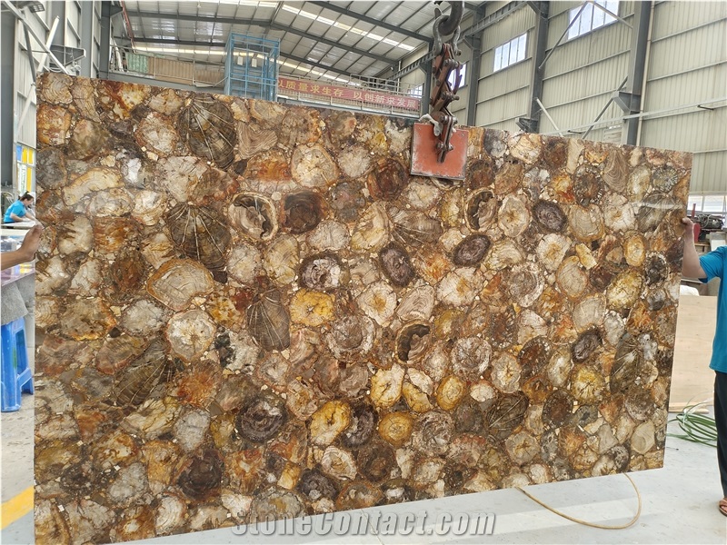 Natural Round Petrified Wood Fossil Semiprecious Stone Slabs