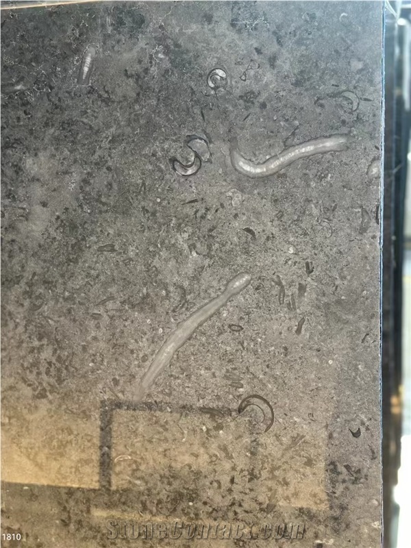 Kilkenny Black Fossil Limestone Slabs Grey Blue Shell