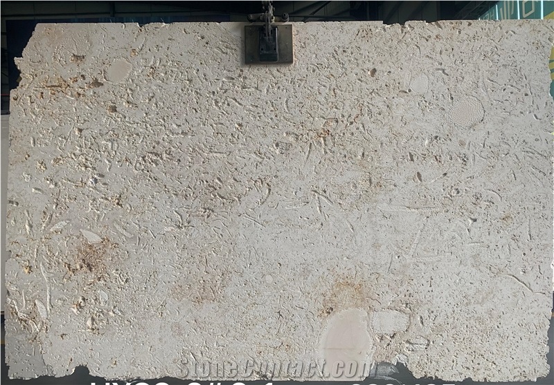 Dominican White Coral Stone Slabs