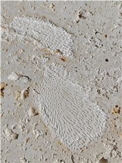 Dominican White Coral Stone Slabs