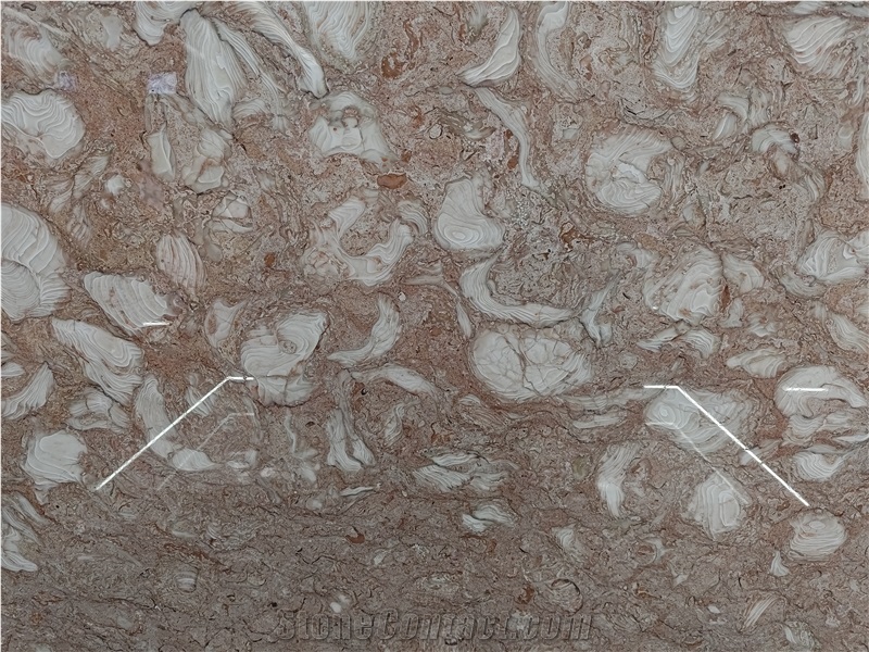 Orient Fossil  Limestone 20Mm Thick Polished Surface Slabs