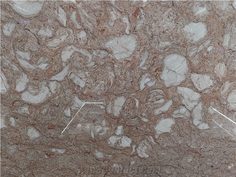 Orient Fossil  Limestone 20Mm Thick Polished Surface Slabs