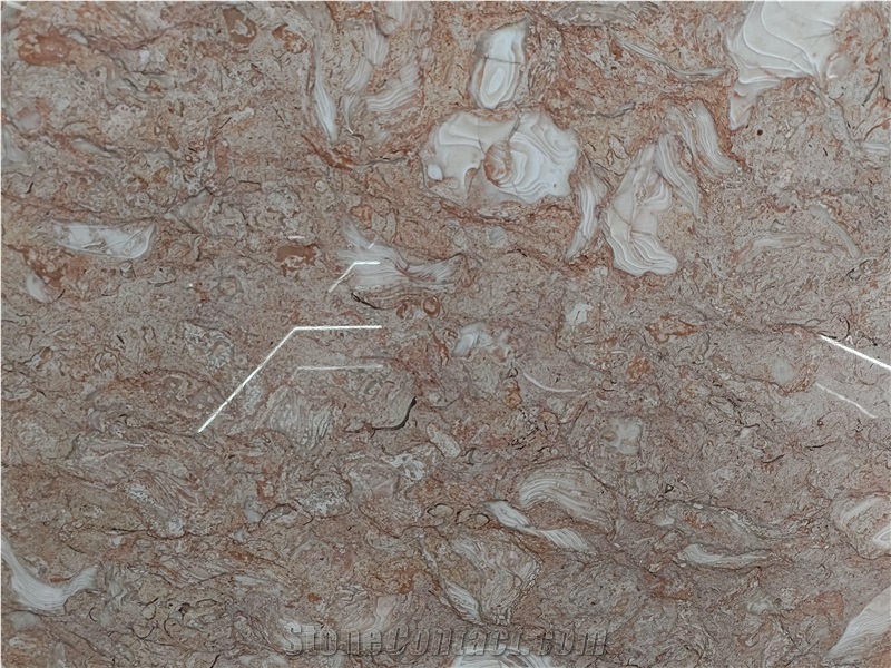 Orient Fossil  Limestone 20Mm Thick Polished Surface Slabs